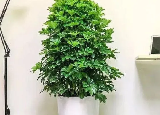 花语|鹅掌木开花什么预兆