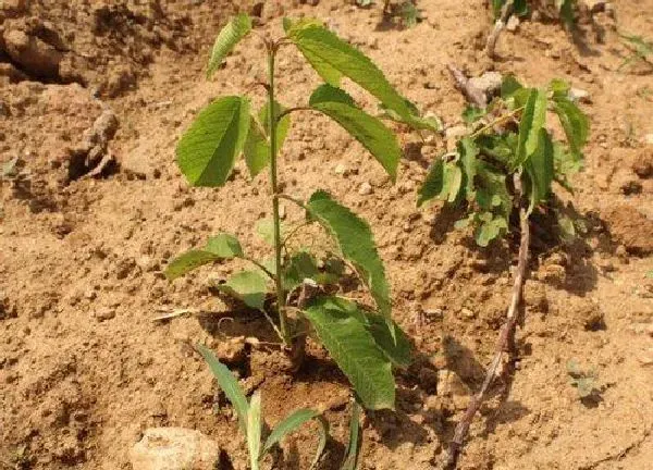 植物移栽|桃树什么时候移栽最好