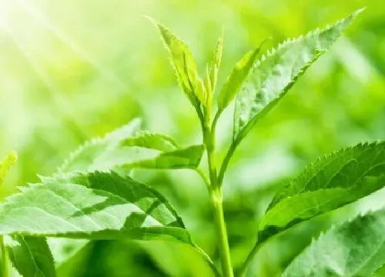 植物修剪|茶叶怎么修剪方法