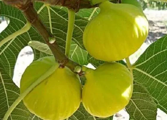种植管理|无花果几月份种植合适