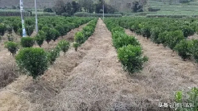 喷药|果园除草用什么除草剂不伤根（使用什么除草剂安全又高效）
