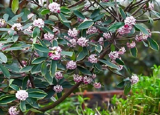 冬天植物|金边瑞香耐冻吗 耐多少度低温