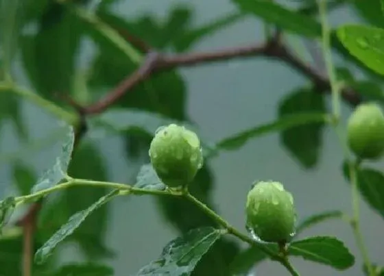 植物修剪|酸枣什么时候剪枝合适