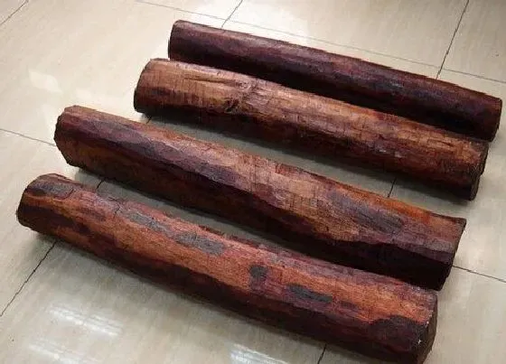 植物价格|我国四大名树是什么木（目前中国最有名最值钱树木品种）
