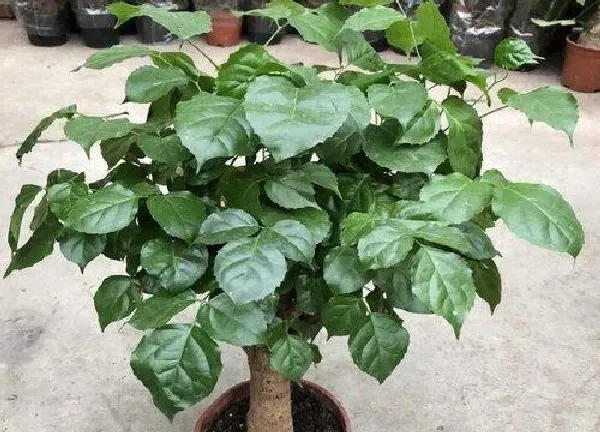 植物换土|大盆幸福树怎么换土