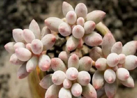 植物种类|新手适合养什么品种多肉（最值得入手的好看多肉植物）
