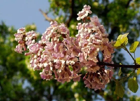 植物百科|法国梧桐开花吗 开花什么样子