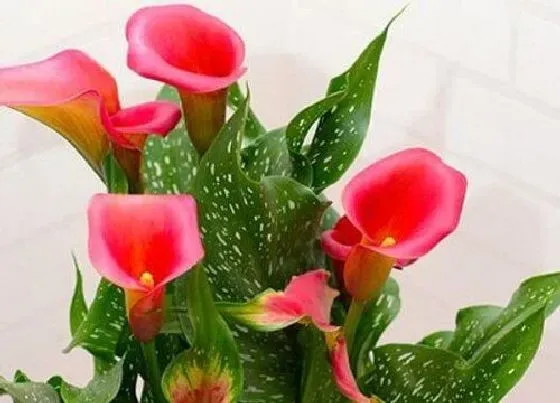 植物种类|马蹄是水生植物吗