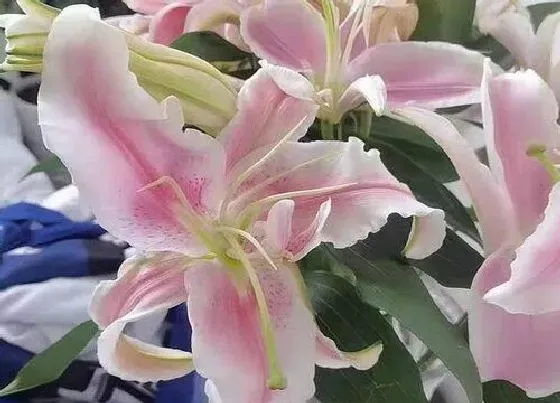 送花|异地恋送什么花合适