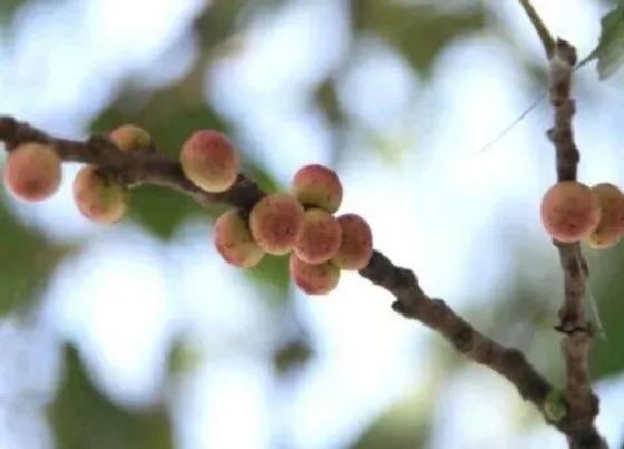 种植管理|菩提树几年结果实