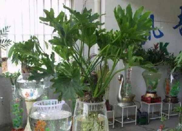养殖方法|水培春雨植物怎么养护