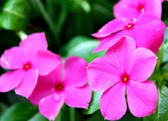 花期|长春花花期是什么时候
