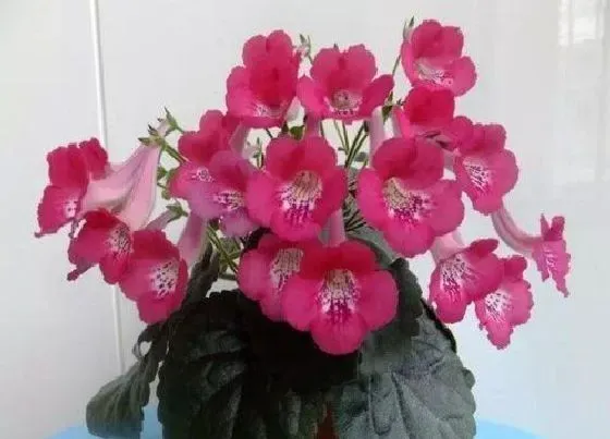 种植土壤|迷岩配土方法与种植土壤