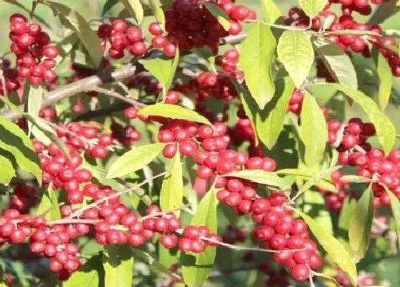 植物百科|沙棘树生长在什么地方