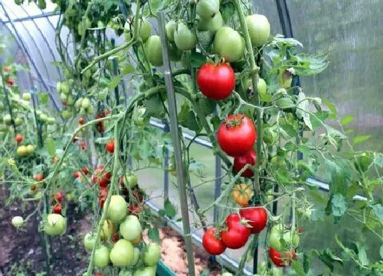 植物修剪|西红柿树怎么剪枝 修剪枝叶时间与方法