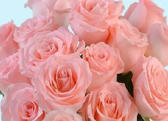 花语|各种玫瑰花颜色代表的含义（玫瑰花花语和象征含义大全）