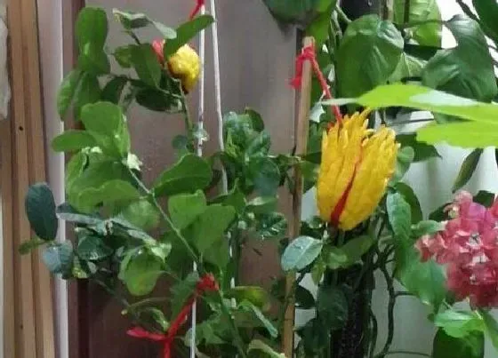 卧室摆放|佛手花能放卧室吗