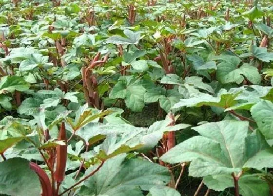 种植方法|黄秋葵怎么种植 种植时间和管理方法