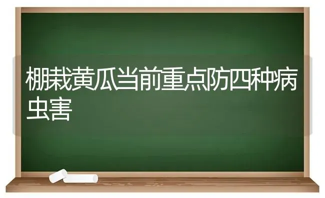 棚栽黄瓜当前重点防四种病虫害 | 种植病虫害防治