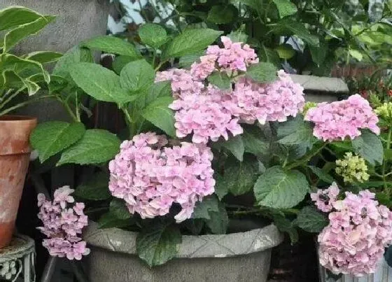 习性特点|绣球花的生长习性特点