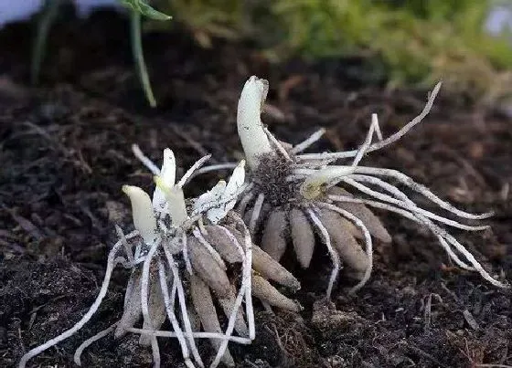 植物育苗|牡丹花种子怎么催芽