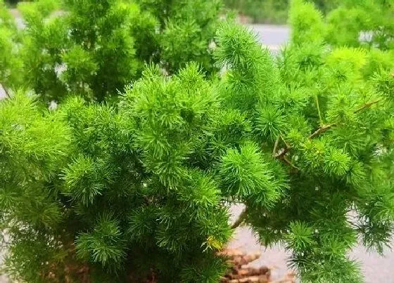 植物修剪|蓬莱松怎么修剪方法