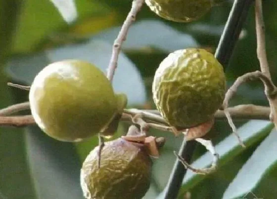 种植管理|菩提树几年结果实