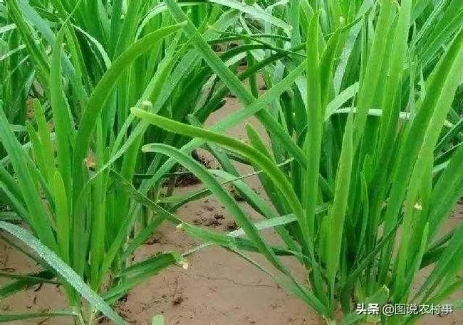 植物施肥|自家种韭菜需要什么肥料，种植韭菜施什么肥长得肥）