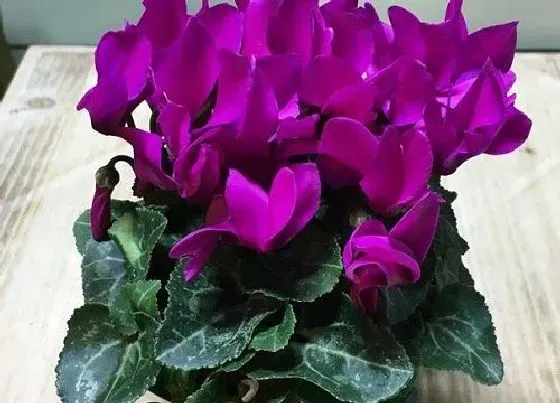 植物百科|旺财的花卉有哪些