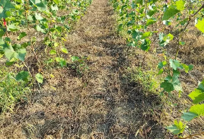 喷药|果园除草用什么除草剂不伤根（使用什么除草剂安全又高效）