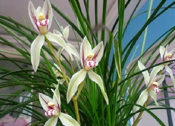 花期|翠芦莉花期是什么时候