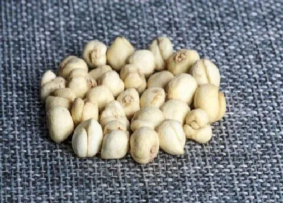 植物百科|川贝是什么植物类别