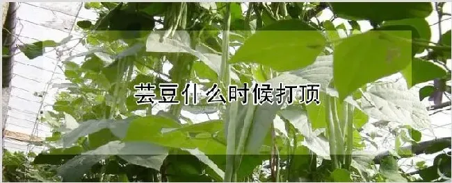 芸豆什么时候打顶 | 农业技术