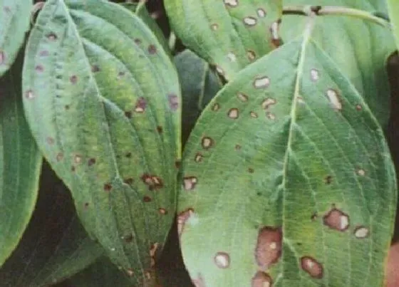 植物病害|烟叶炭疽病的发病原因与治疗方法