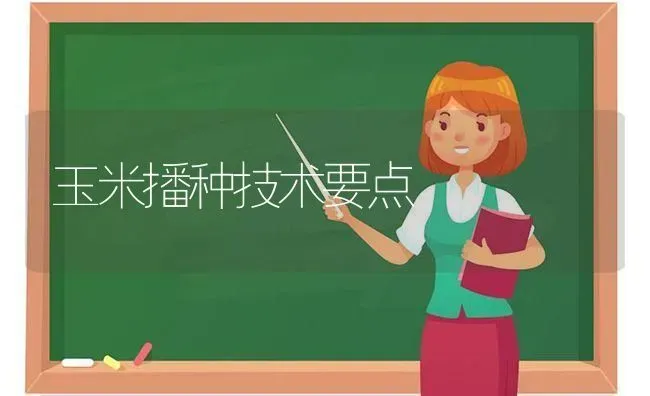 玉米播种技术要点 | 粮油作物种植