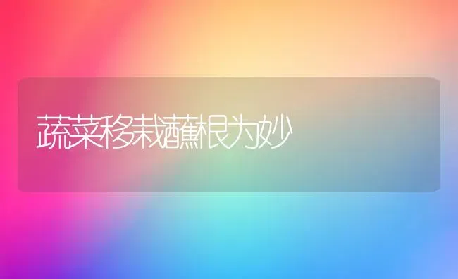 蔬菜移栽蘸根为妙 | 蔬菜种植