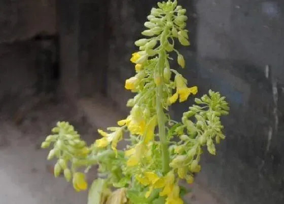 植物百科|白菜会开花吗 开花是什么样子的