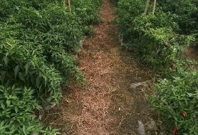 喷药|果园除草用什么除草剂不伤根（使用什么除草剂安全又高效）