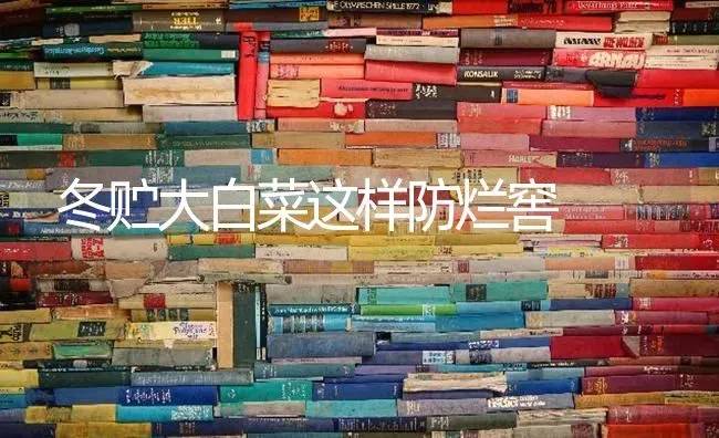 冬贮大白菜这样防烂窖 | 蔬菜种植