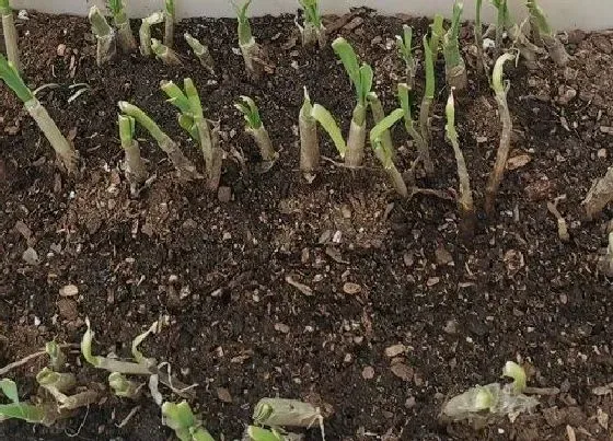 植物育苗|韭菜种子怎么催芽