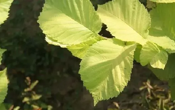 植物寓意|乌鲁木齐的市花是什么花 意义是什么