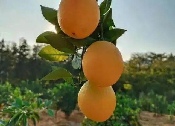 水果科普|赣南脐橙产地在哪里 江西赣州哪个地方的脐橙最好