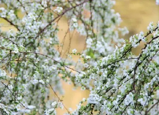 摆放常识|雪柳花放在家里好吗（雪柳干枝怎么养在客厅花瓶里）