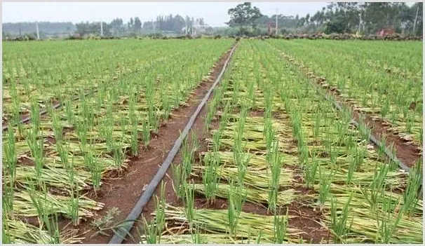 韭菜常见病虫害的危害及防治措施 | 种植技术