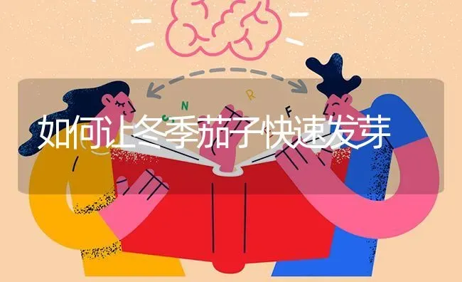 如何让冬季茄子快速发芽 | 蔬菜种植