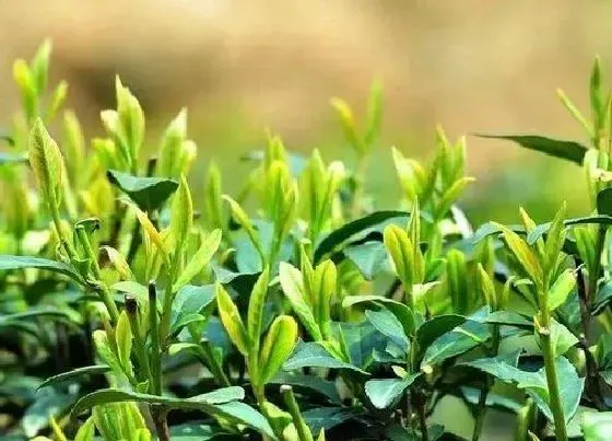 植物修剪|茶叶怎么修剪方法