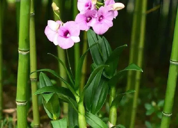 植物浇水|多菌灵可以浇石斛吗