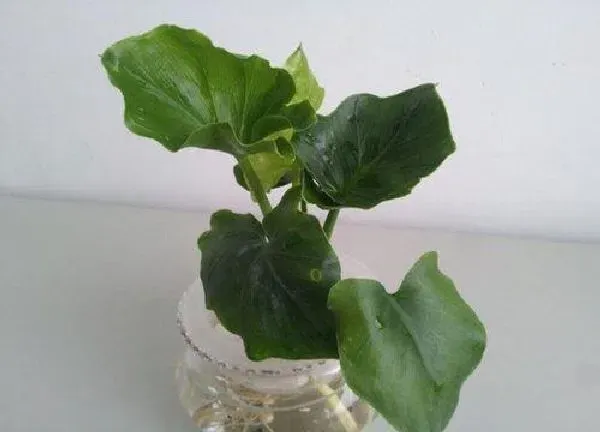 养殖方法|水培春雨植物怎么养护