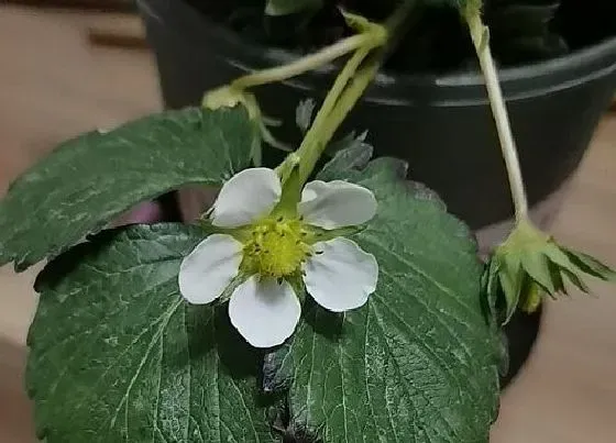 种植管理|草莓苗适合几月份种植 在什么时候栽种最好