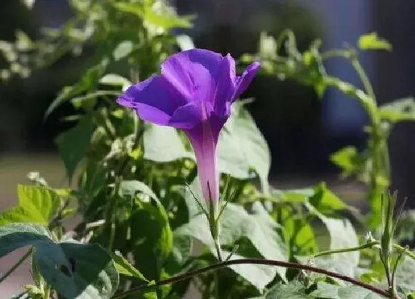 植物浇水|牵牛花多久浇一次水